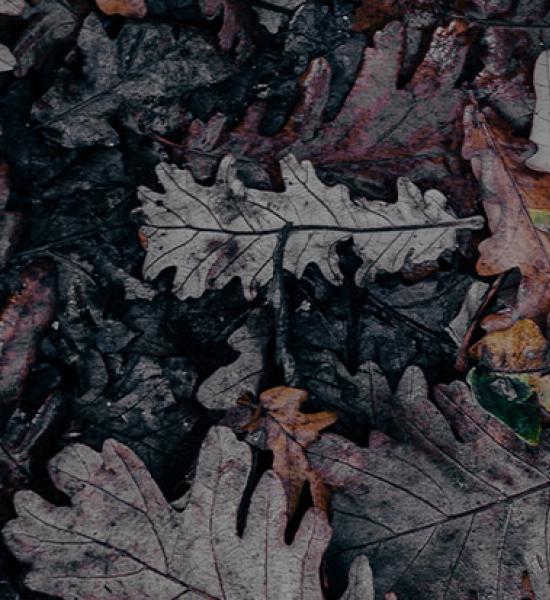 The Fundación General CSIC publishes the monograph "El ritmo de la senectud" (The rhythm of senescence)